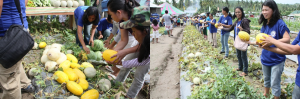Beneficiaries of the Kabalikat sa Kabuhayan (KSK) Farmers Training Program in Monkayo, Compostela Valley harvest their produce.