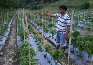 Mang Dyoni is proud of his accomplishments such as this bell pepper business.