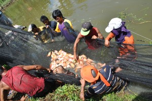 TOFA members harvest organic red tilapia from their communal farm.