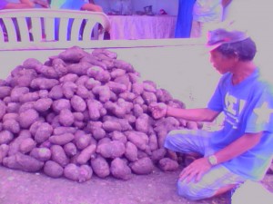 A farmer shows his ube harvest