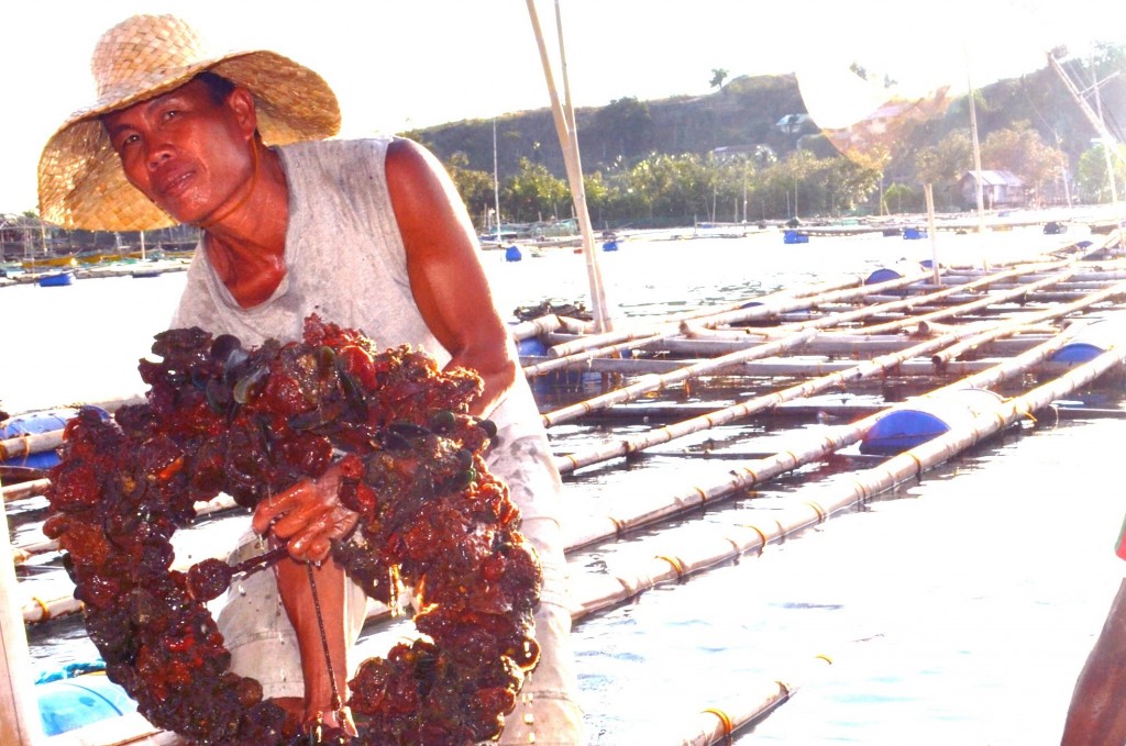 Wilmer, president of the Fisherfolk Association, checks on the oysters which are ready for harvest next month.