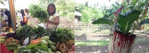 Photo 1: A Pantawid Pamilya beneficiary prepares her crops, which are a product of Bio-Intensive Gardening (BIG), for display during the launching of the project at Barangay Ayala, Zamboanga City. Photo 2: Container gardening was also introduced to the beneficiaries so those who do not have enough space in their backyard may still participate in the project.