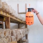 A member of the Alerto Mushroom Growers Association takes care of the mushroom bags.