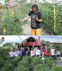 A member of the Camoncadaan Farmers Association Inc. picks produce in their organic farm that was built through the help of the Department of Social Welfare and Development’s (DSWD) Project LAWA (Local Adaptation to Water Access) and BINHI (Breaking Insufficiency through Nutritious Harvest for the Impoverished).