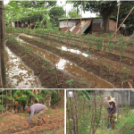 Community beneficiaries of the Department of Social Welfare and Development's (DSWD) Project LAWA (Local Adaptation to Water Access) and BINHI (Breaking Insufficiency through Nutritious Harvest for the Impoverished) from Bustos, Bulacan apply proper farming and gardening techniques in taking care of their farm.